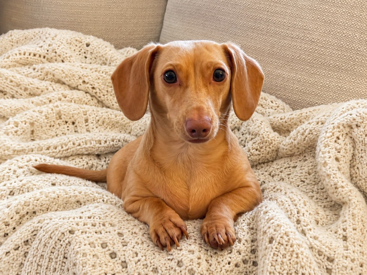 Allie Penny's dachshund